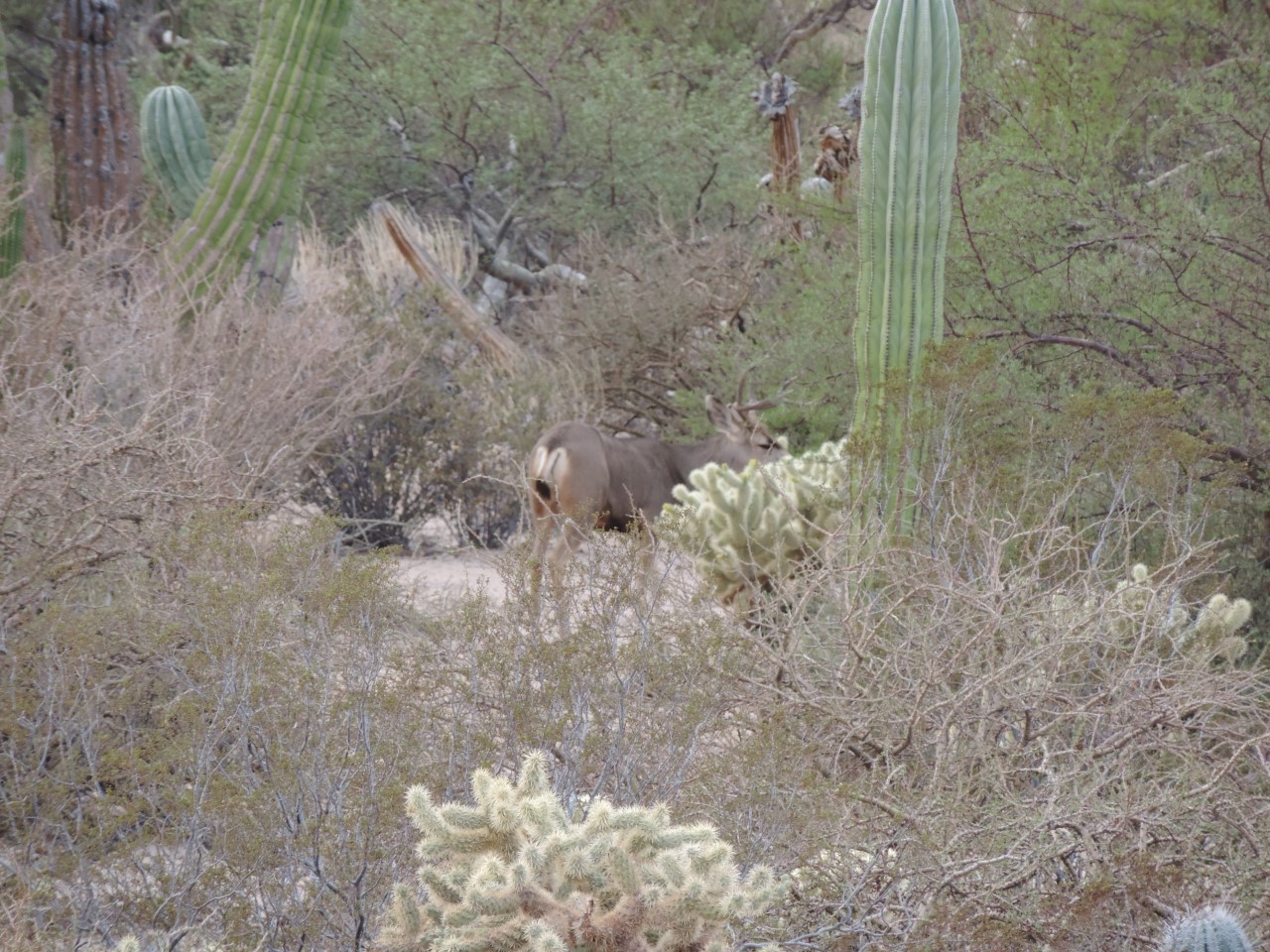 PAQUETE DE CACERIA VENADO BURA