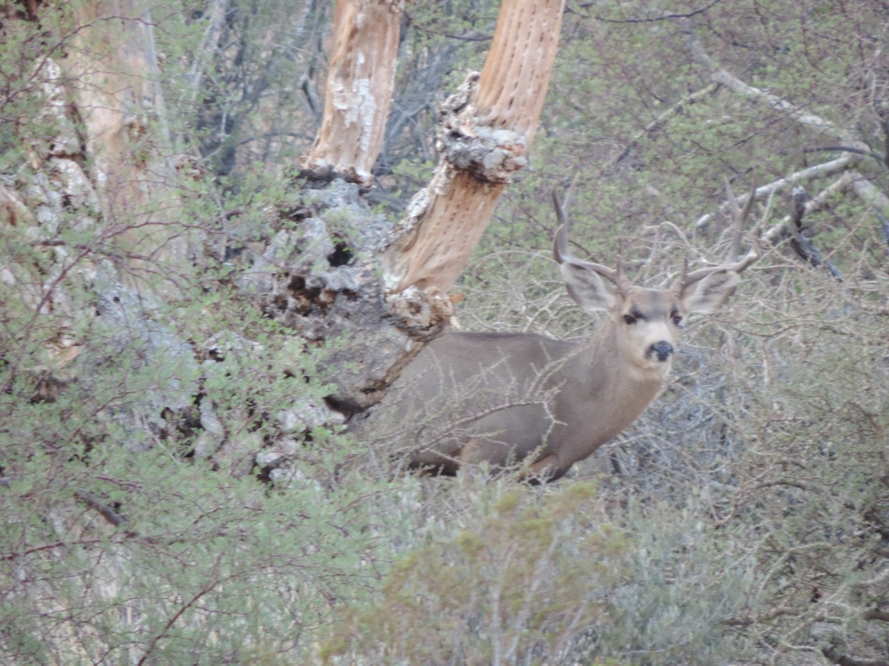PAQUETE DE CACERIA VENADO BURA